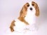 Cavalier-King-Charles-Spaniel-