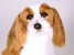 Cavalier-King-Charles-Spaniel-