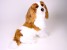 Cavalier-King-Charles-Spaniel-