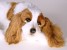 Cavalier-King-Charles-Spaniel-