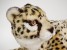 Cheetah Cub 2582 by Piutrè