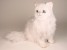 Chinchilla Silver Persian Cat 2300 by Piutrè