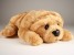 Chinese Shar-Pei Puppy 2299 by Piutrè 