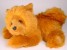 Chow Chow Puppy (Morbidone) 2613 by Piutrè