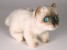 Colorpoint Ragdoll Kitten 2362 by Piutrè 