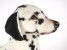 Dalmatian 3240 by Piutrè 