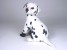 Dalmatian Puppy 3243 by Piutrè 