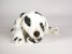 Dalmatian Puppy 3244 by Piutrè 