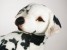 Dalmatian 3242 by Piutrè