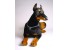 Doberman Pinscher (Reduced Size) 0271 by Piutrè