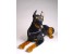 Doberman Pinscher (Reduced Size) 0271 by Piutrè