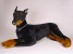 Doberman Pinscher 0264 by Piutrè 