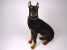 Doberman Pinscher 0270 by Piutrè