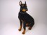 Doberman Pinscher 0270 by Piutrè