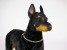 Doberman Pinscher 0272 by Piutrè