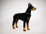 Doberman Pinscher 0272 by Piutrè