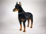 Doberman Pinscher 0265 by Piutrè 
