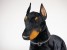 Doberman Pinscher 0265 by Piutrè 