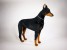 Doberman Pinscher 0265 by Piutrè 