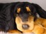 Gordon Setter 3380 by Piutrè 
