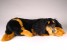Gordon Setter 3380 by Piutrè 