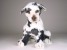 Harlequin Great Dane Puppy 3311 by Piutrè 