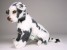 Harlequin Great Dane Puppy 3311 by Piutrè 