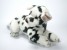 Harlequin Great Dane Puppy 3312 by Piutrè