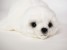 Harp Seal Pup 2541 by Piutrè 