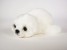 Harp Seal Pup 2541 by Piutrè 