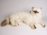 ​Himalayan Persian Cat 2428 by Piutrè