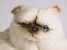 ​Himalayan Persian Cat 2428 by Piutrè