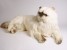 ​Himalayan Persian Cat 2428 by Piutrè