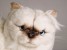 ​​Himalayan Persian ​Cat 24​30 by Piutrè