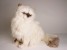 ​​Himalayan Persian ​Cat 24​31 by Piutrè