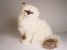 ​​Himalayan Persian ​Cat 24​31 by Piutrè