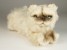 ​Himalayan Persian Kitten 2429 by Piutrè
