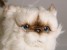​​Himalayan Persian ​Kitten 2432 by Piutrè