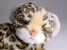 Leopard Cub (Mascot) 0555 by Piutrè