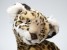 ​Leopard Cub 2586 by Piutrè