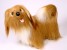 Lhasa Apso 1255 by Piutrè
