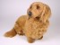 Longhaired Dachshund 2252 by Piutrè