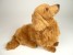Longhaired Dachshund Puppy 2254 by Piutrè
