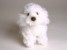 Miniature Poodle (Miniature) 4286 by Piutrè 