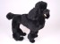 Miniature Poodle 0251 by Piutrè