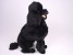 Miniature Poodle 0252 by Piutrè