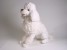 Miniature Poodle 0258 by Piutrè