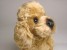 Miniature Poodle Puppy 0287 by Piutrè