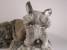 Miniature Schnauzer 1206 by Piutrè