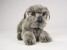 Miniature Schnauzer Puppy 1208 by Piutrè